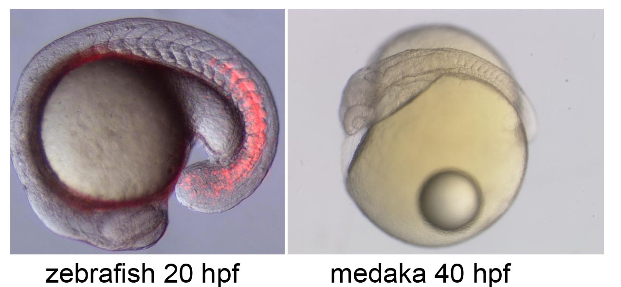 zebrafish and medaka embryos